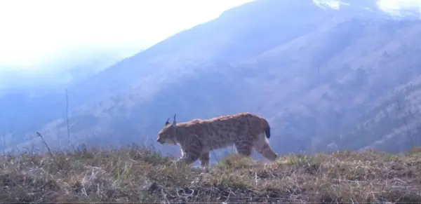Во четврток во Скопје се отвора патувачка изложба за балканскиот рис