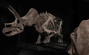 Скелет на диносаурус стар 66 милиони години оди на аукција, се очекува да достигне цена до 5,5 милиони долари