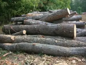 Гостивар-Кривична против две лица за „кражба на дрва и пустошење шума“