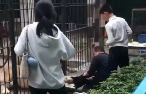 Лавица зграпчи 10- годишно девојче додека ја хранела преку решетките во зоолошка (Вознемирувачко видео) 