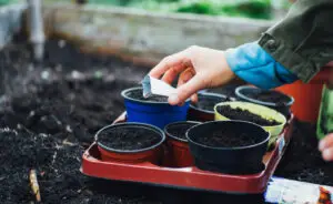 За побрзо ‘ртење на семето, користете го овој едноставен трик