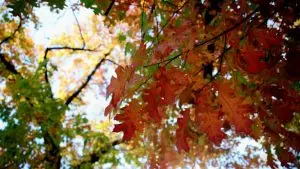 Времето до крајот на неделата