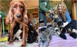 Нов рекорд за нејзината раса: Кучка роди дури 17 кутриња, породувањето траело 13 часа